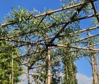 Pyrus salicifolia 'Pendula' - Wilgbladige peer - 1
