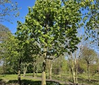Tilia tomentosa - Zilverlinde - 5