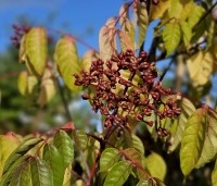 Tetradium daniellii - Bijenboom - oktober