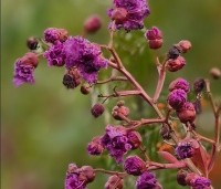 Lagerstroemia indica 'Benoit' - Paarsrode Indische Sering - 1