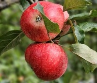 Malus dom. 'Discovery' - Malus 'Discovery' - 7