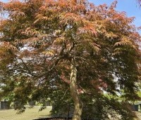 Acer palmatum 'Inaba-shidare' - Japanse Esdoorn 'Inaba-shidare' - 6