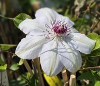 Clematis 'Miss Bateman' - Bosrank 'Miss Bateman' - 1