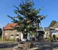 Alnus x spaethii 'Spaeth' - Els 'Spaeth' - 4