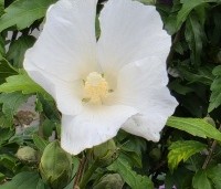 Hibiscus syriacus 'Totus albus' - Altheastruik 'Totus albus' - 1