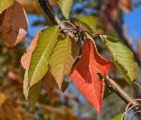 Prunus avium 'Van' - Prunus avium 'Van' - impressie herfstkleuren