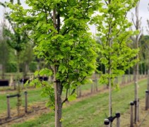 Fagus sylvatica 'Zlatia' op kwekerij Ten Hoven Bomen in Apeldoorn