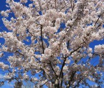 Prunus x Yedoensis