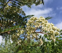 Sorbus 'Joseph Rock' in bloei met witte bloesem
