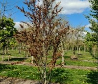 Cercidiphyllum japonicum  - Katsuraboom - voorjaar