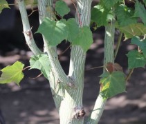 Acer pensylvanicum, slangenhuidboom met blad