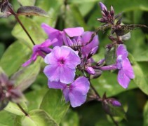 Donkere delen van de plant 'Floks' zitten dichtbij de bloemen