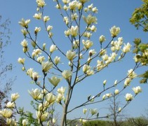 Magnolia 'Yellow River' in bloei