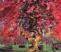 Acer palmatum 'Garnet' - Japanse esdoorn 'Garnet' - 3