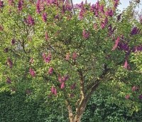 Syringa vulgaris 'Charles Joly' - Gewone syring - 1