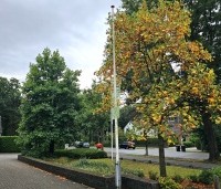 Liriodendron tulipifera - Tulpenboom - voorbeeld groeiremming ivm verkeerde grond standplaats voorste liriodendron