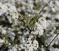 Spiraea x cinerea 'Grefsheim' - Spierstruik  'Grefsheim' - 1