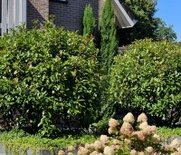 Photinia fraseri 'Red Robin'  - Glansmispel - 2