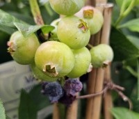 Vaccinium corymbosum 'Brigitta Blue' - Blauwe bes 'Brigitta Blue' - 3