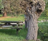 Salix alba - Schietwilg - 3