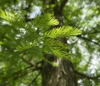 Taxodium distichum - Moerascypres - 1