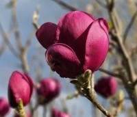 Magnolia 'Black Tulip' - Magnolia 'Black Tulip' - 2
