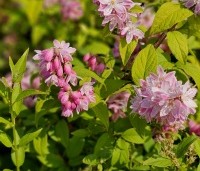 Deutzia hybrida 'Strawberry Fields' - Bruidsbloem  'Strawberry Fields' - 6