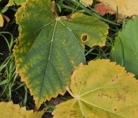 Tilia cordata 'Winter Orange' - Winterlinde - 5