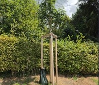 Acer pseudoplatanus - Gewone esdoorn - jonge aanplant met waterzak en verankering boompalen