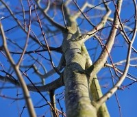Tilia x europaea - Hollandse Linde - 4