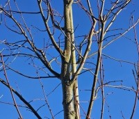 Tilia x europaea - Hollandse Linde - 5