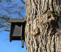 Tilia x europaea - Hollandse Linde - 7