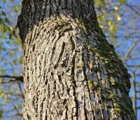 Tilia x europaea - Hollandse Linde - 6