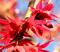 Acer palmatum 'Fireglow'