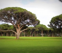 Pinus Pinea