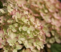 Pluimhortensia 'Little Lime' met roze gloed in het najaar