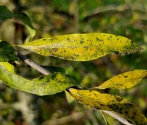 Pyrus salicifolia herfst