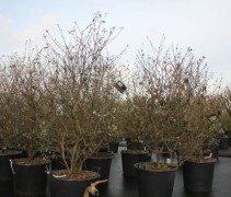 Viburnum Burkwoodii C70 solitairen
