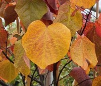 Cercis canadensis 'Forest Pansy' - Amerikaanse judasboom - 1