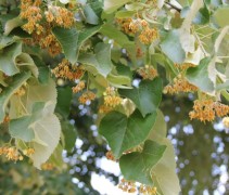 Blad Tilia tomentosa