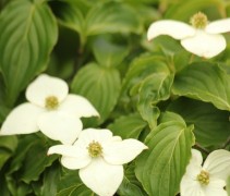 Cornus kousa bloem