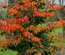 Parrotia persica 'Vanessa'  beveerde boom struik