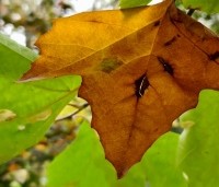 Platanus x hispanica 'Alphen's Globe' - Plataan - 1