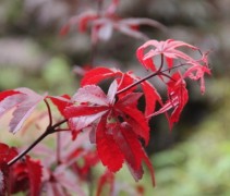 Acer palmatum Bloodgood