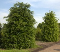 grote kegels van de Gewone Beuk