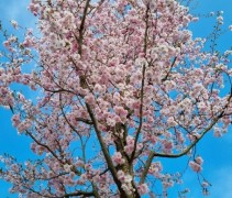Prunus 'Accolade'