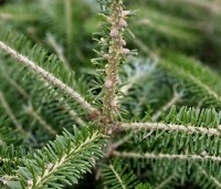 Abies koreana - Koreaspar - 1