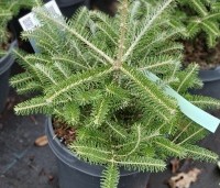 Abies koreana - Koreaspar - 2