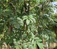 Sorbus aucuparia 'Edulis' - Meelbes - 1