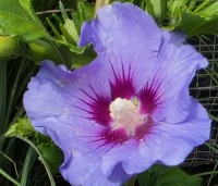 Hibiscus syriacus 'Marina' - Altheastruik  ‘Marina' - 1